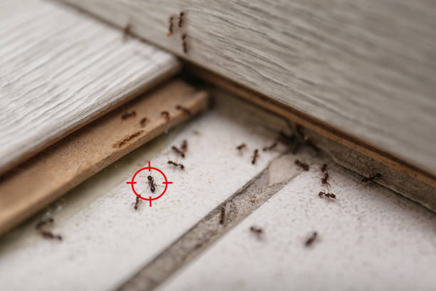 Best Residential Pest Control  in Alamae, NC
