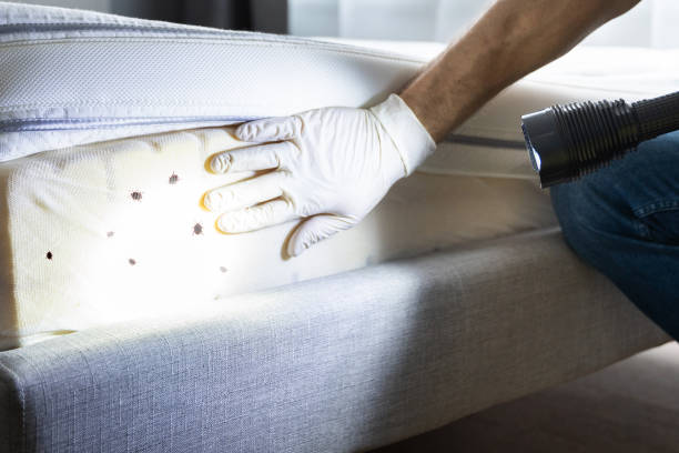 Best Insect Control  in Alamae, NC