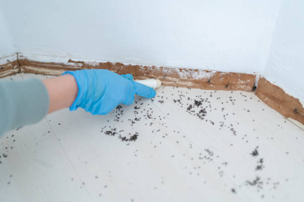 Best Emergency Pest Control  in Alamae, NC